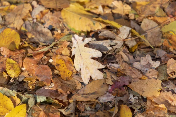 Желтые Осенние Листья Парке Октябре — стоковое фото
