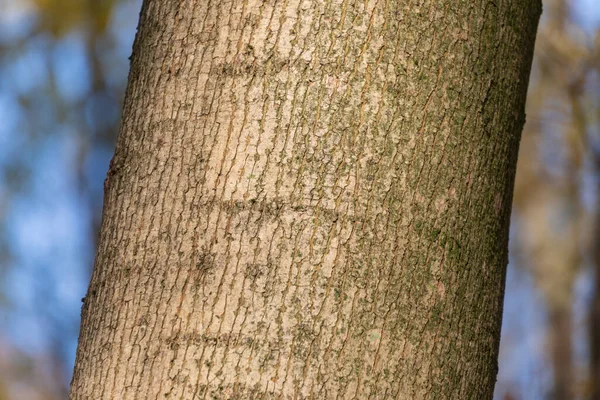 森の中の古い木の樹皮の質感を背景に — ストック写真