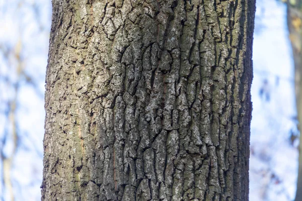 Textur Der Rinde Eines Alten Baumes Wald Für Hintergründe — Stockfoto