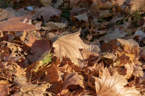 10月に公園内に黄色の紅葉 — ストック写真