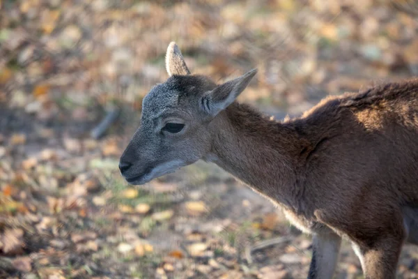 Goat Goats Zoo Autumn Park — Stock Photo, Image