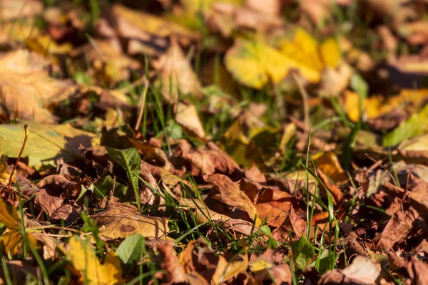 Žluté Podzimní Listí Parku Zemi — Stock fotografie