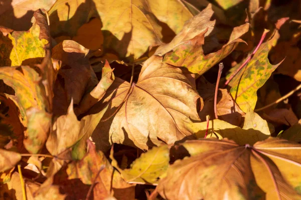 Folhas Outono Amarelas Parque Chão — Fotografia de Stock