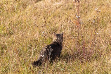 Gün batımında yol kenarında bir tarlada kedi