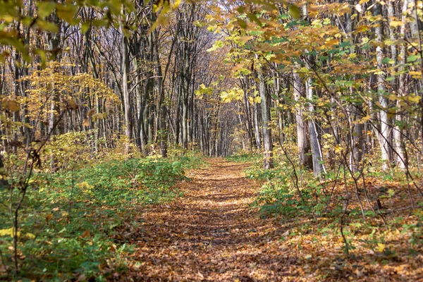 Осенний Пейзаж Лесу Деревья Желтыми Листьями — стоковое фото