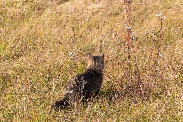 Cat Field Sunset Road — Stock Photo, Image