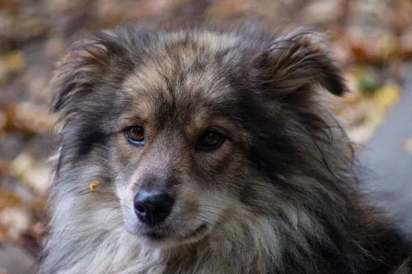 Грустная Собака Сидит Возле Хижины Тени — стоковое фото