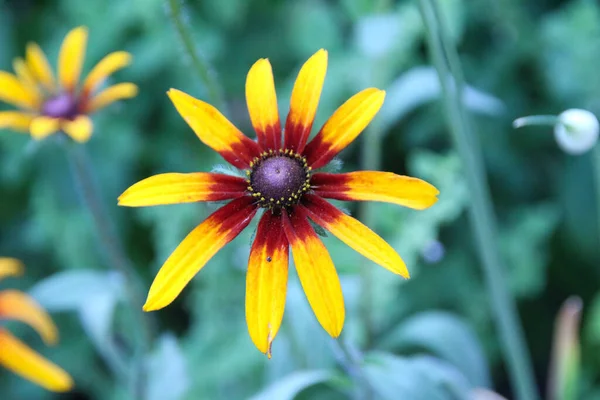 Hermosa Flor Jardín Pueblo — Foto de Stock