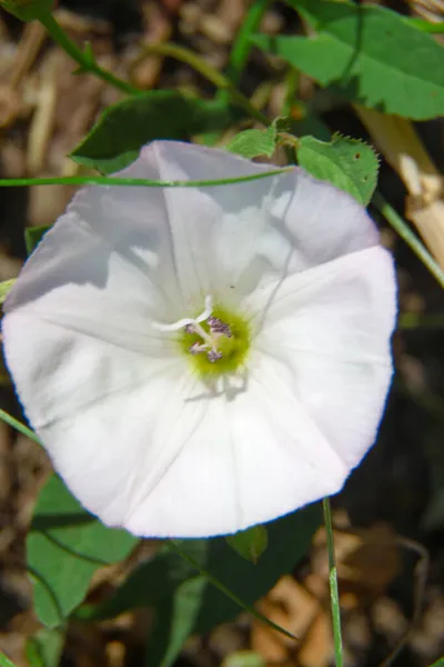 Prachtige Bloem Tuin Het Dorp — Stockfoto