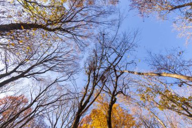 Ormandaki güzel sonbahar manzarası. Ekim 'de ağaçlar ve sarı yapraklar