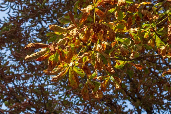 Folhas Outono Amarelas Parque Outubro — Fotografia de Stock