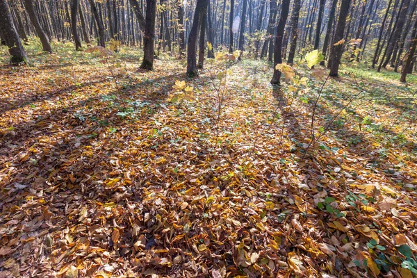 Красивый Осенний Пейзаж Лесу Деревья Желтые Листья Октябре — стоковое фото