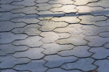 Parkta gri beton kaldırım dokusu