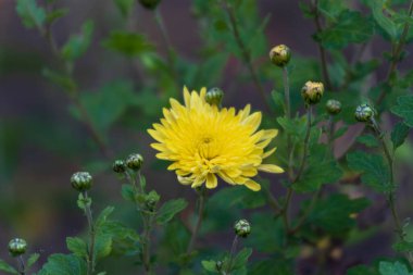 Ekim 'de bahçede güzel sonbahar çiçekleri