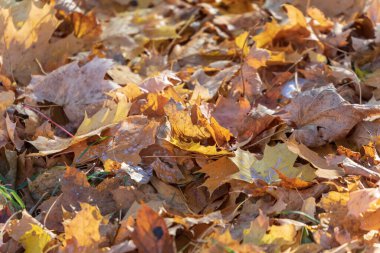 Ekim 'de parkta sarı sonbahar yaprakları