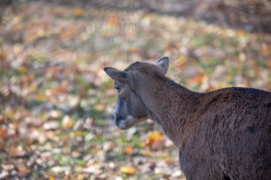 Sonbahar parkında bir hayvanat bahçesinde keçi ve keçi