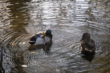 Sonbahar parkında nehirdeki vahşi ördek