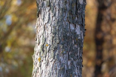 Arka plan için parktaki yaşlı bir ağacın kabuğunun dokusu.