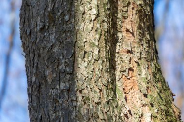 Arka plan için ormandaki yaşlı bir ağacın kabuğunun dokusu.
