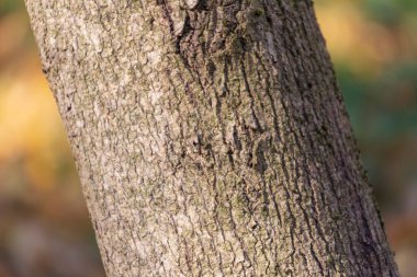 Arka plan için ormandaki yaşlı bir ağacın kabuğunun dokusu.