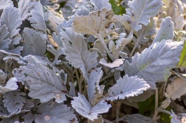 Parktaki bir çiçek tarlasında yeşil çimenler.