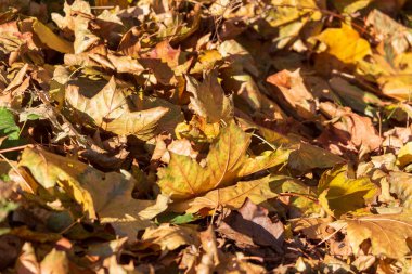 Parkta yerde güzel sarı sonbahar yaprakları
