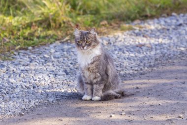 Güzel gri beyaz tüylü kedi yerde oturuyor.