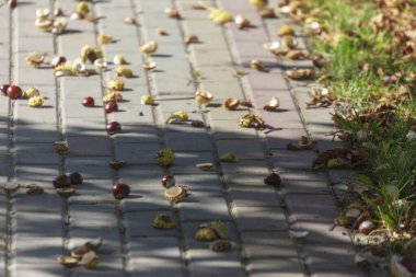 Sonbahar sarısı dikenli kestaneler beton kaldırımda