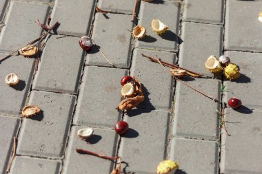 Sonbahar sarısı dikenli kestaneler beton kaldırımda