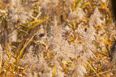 Parktaki nehrin yanında sarı ve yeşil sazlıklar
