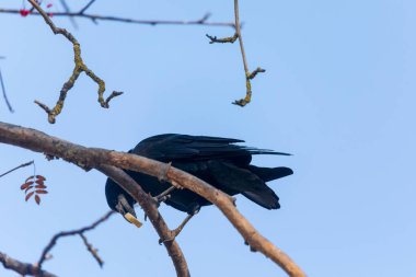 Parkta yiyecek arayan siyah karga.