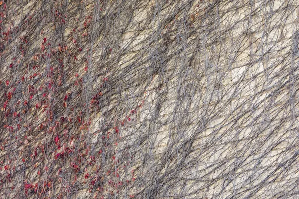 Casa Velha Parede Qual Cresce Uvas — Fotografia de Stock