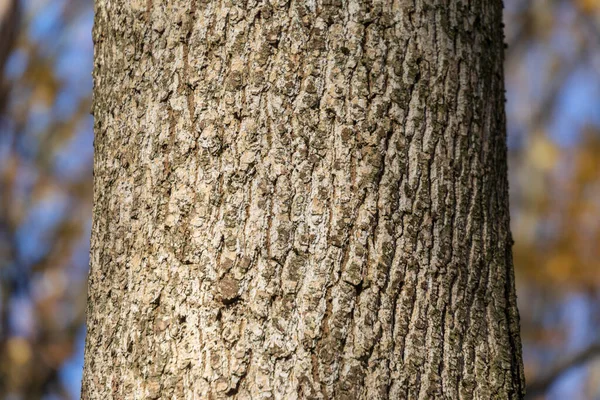 Textura Corteza Árbol Viejo Bosque Para Fondos —  Fotos de Stock