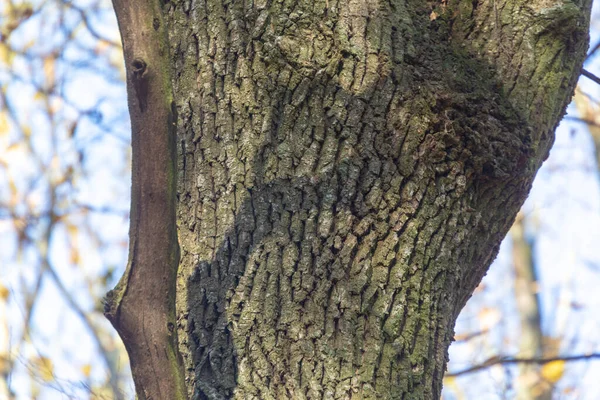 Textura Casca Uma Árvore Velha Floresta Para Fundos — Fotografia de Stock