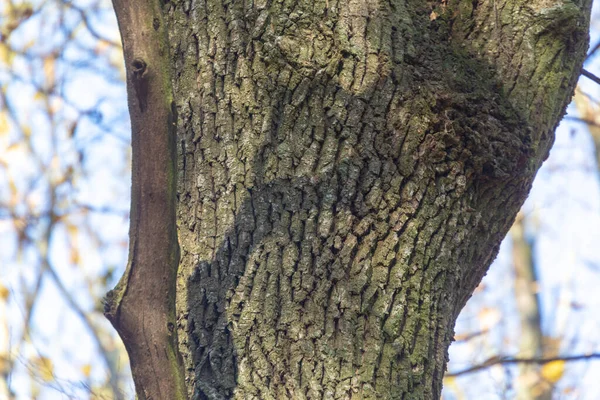 Textuur Van Schors Van Een Oude Boom Het Bos Voor — Stockfoto