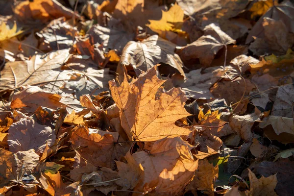 Žluté Podzimní Listí Parku Slunci — Stock fotografie