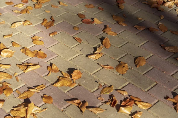 ใบไม วงส เหล องในสวนในเด อนต ลาคม — ภาพถ่ายสต็อก