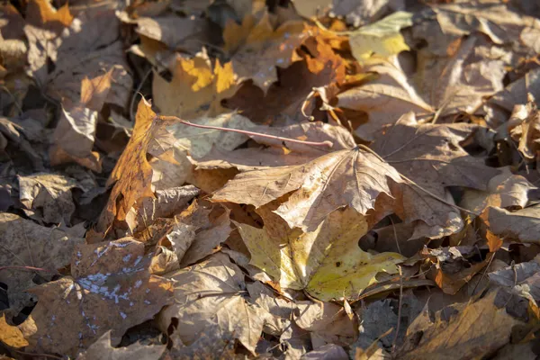 Gele Herfstbladeren Het Park Zon — Stockfoto