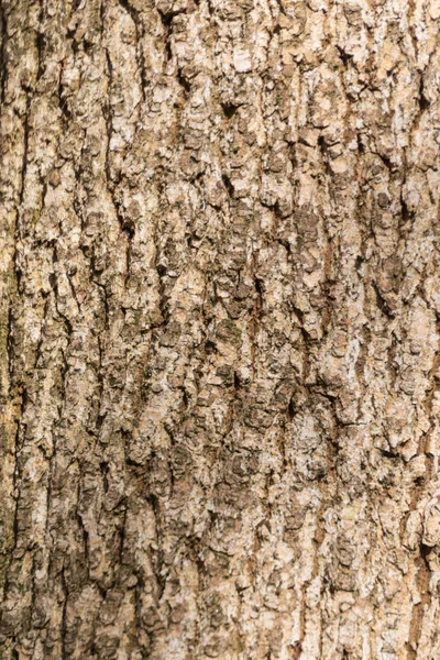 森の中の古い木の樹皮の質感を背景に — ストック写真