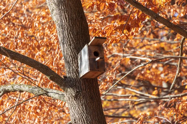 Wooden Bird Feeder Tree Autumn Park — Stock Photo, Image