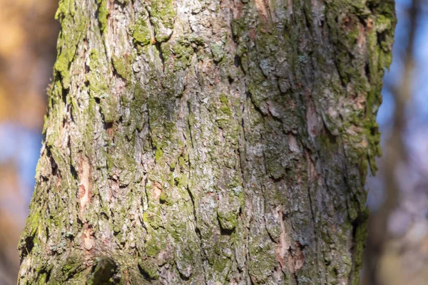 Текстура Коры Старого Дерева Лесу Заднего Плана — стоковое фото