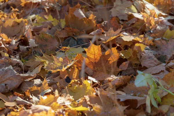 Feuilles Jaunes Automne Dans Parc Octobre — Photo