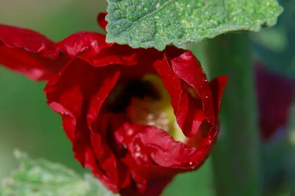 Gyönyörű Virág Kertben Faluban — Stock Fotó