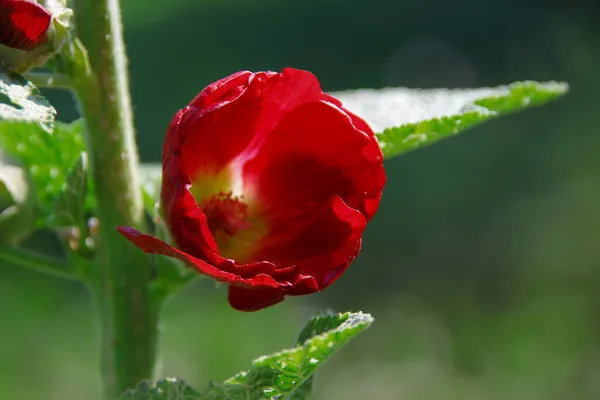 Красива Квітка Саду Селі — стокове фото