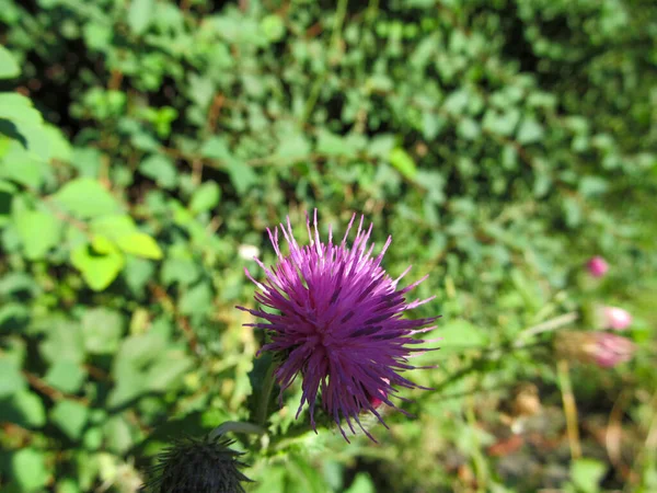 Hermosa Flor Jardín Pueblo — Foto de Stock