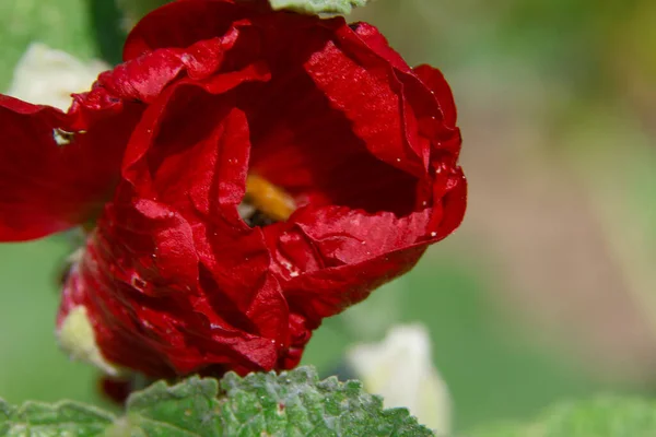 Prachtige Bloem Tuin Het Dorp — Stockfoto