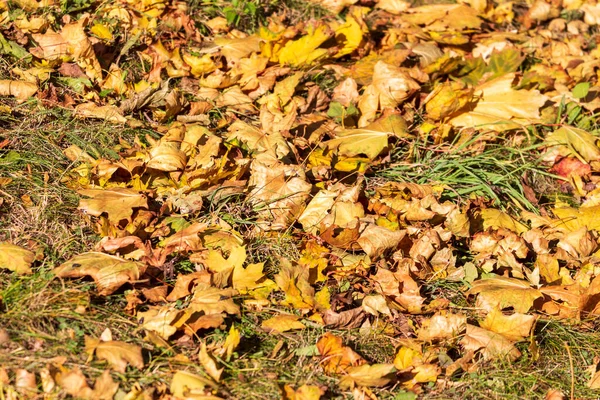 地面に公園の美しい黄色の秋の葉 — ストック写真