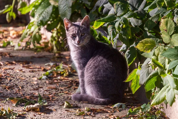 Eine Graue Katze Sitzt Hof Auf Dem Bauernhof — Stockfoto