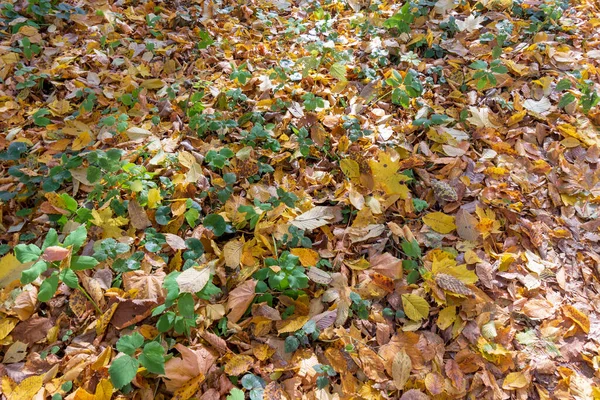 Prachtig Herfstlandschap Het Bos Bomen Gele Bladeren Oktober — Stockfoto