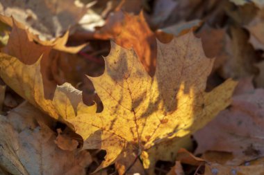Ekim 'de parkta sarı sonbahar yaprakları